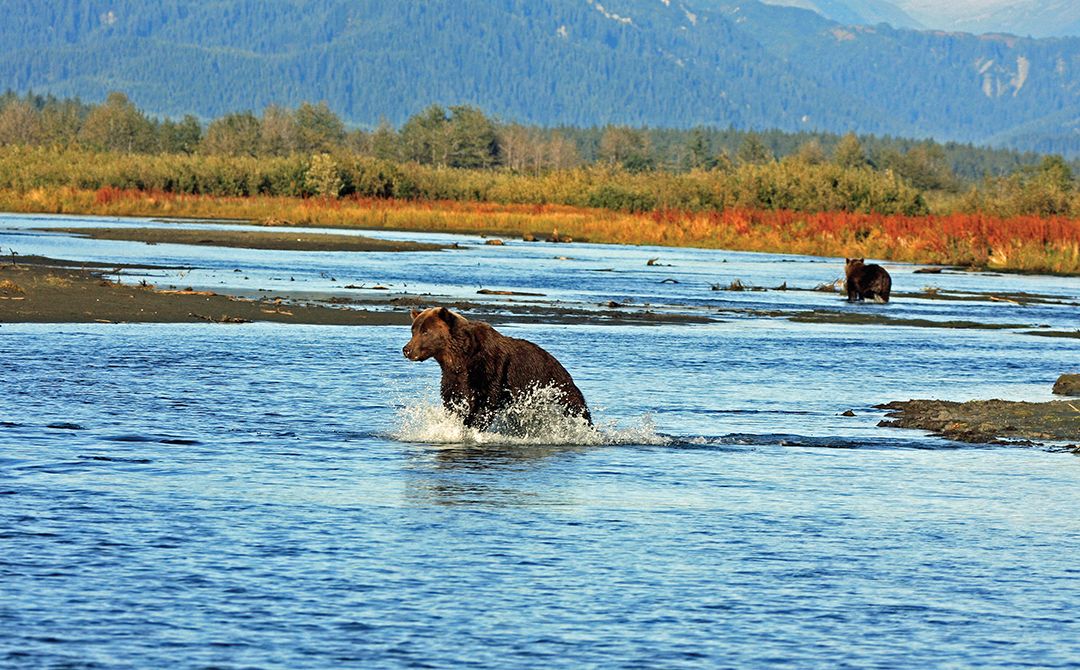 Bears were often spotted fishing on the Tsiu River.